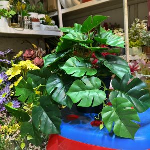 Monstera