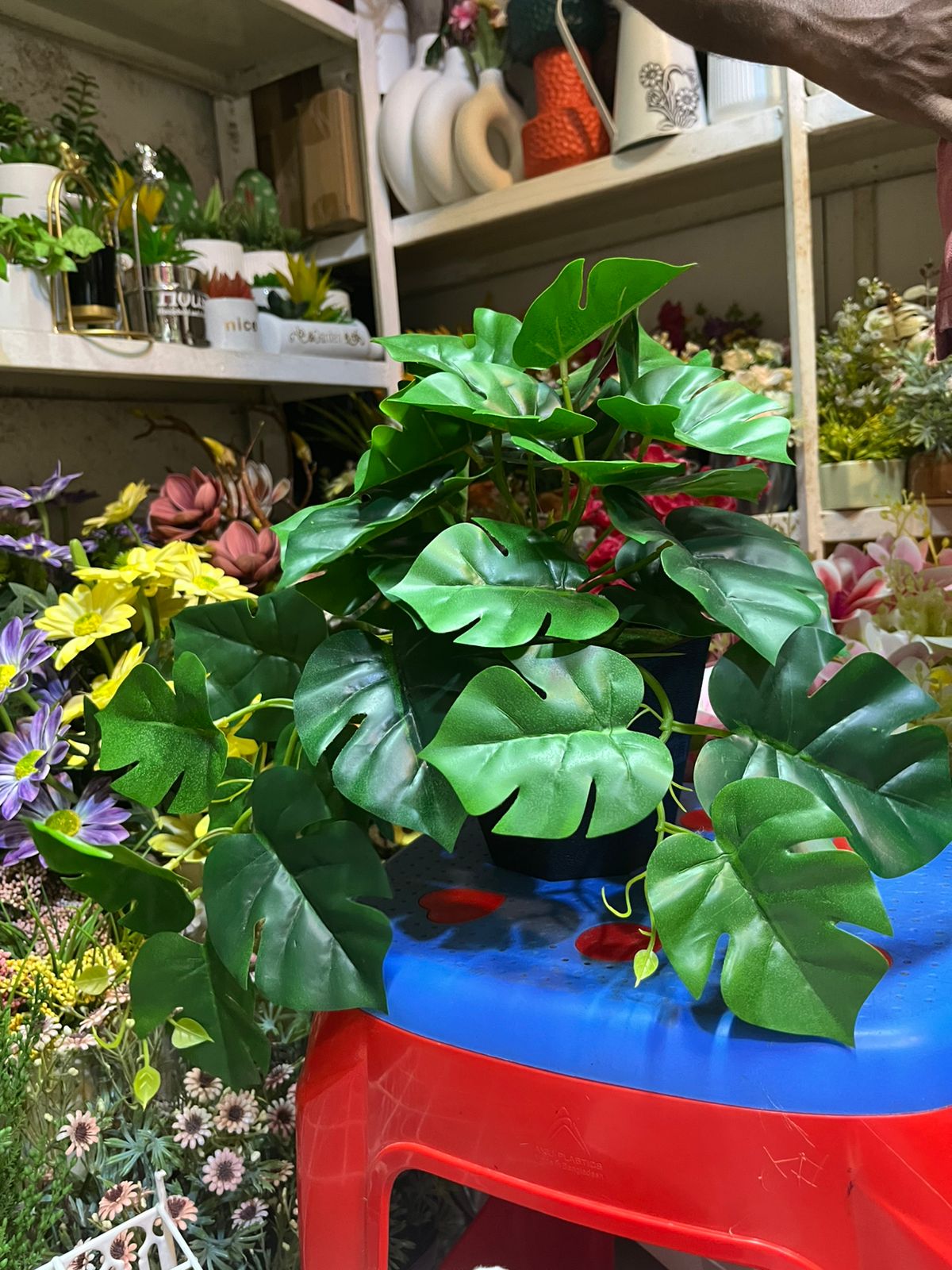 Monstera