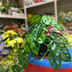 Monstera