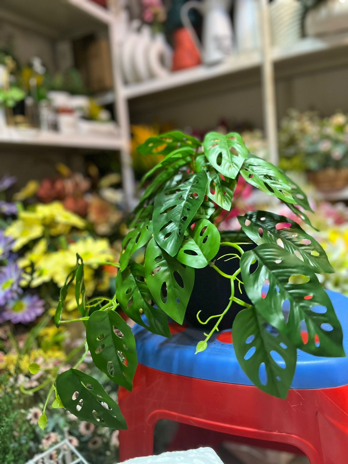 Monstera
